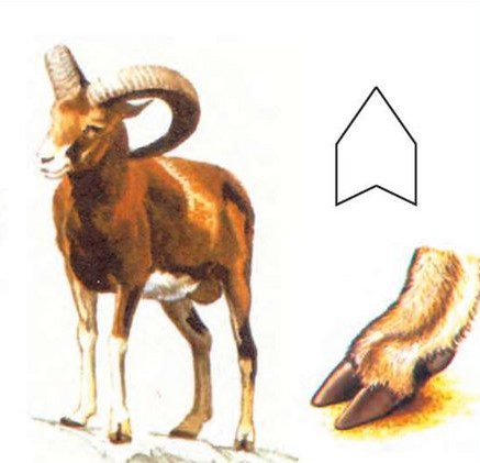 آلت گره پابزی